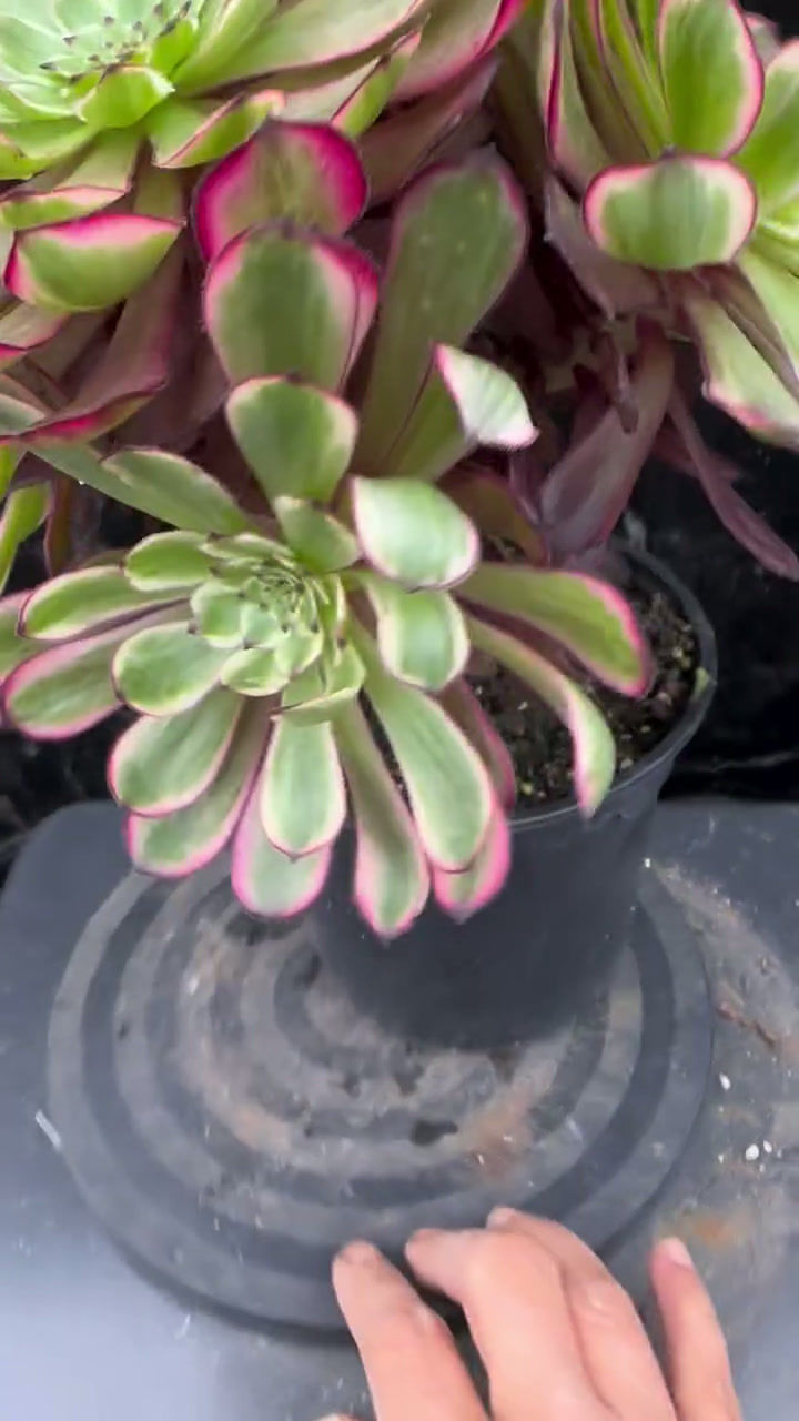 Thumbnail: 4 ON SALE-AEONIUM-UNIQUE 13-PURPLE GLOW VARIEGATED