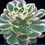 Thumbnail: AEONIUM-MOON SHADOW VARIEGATED (WATER MOON)-S