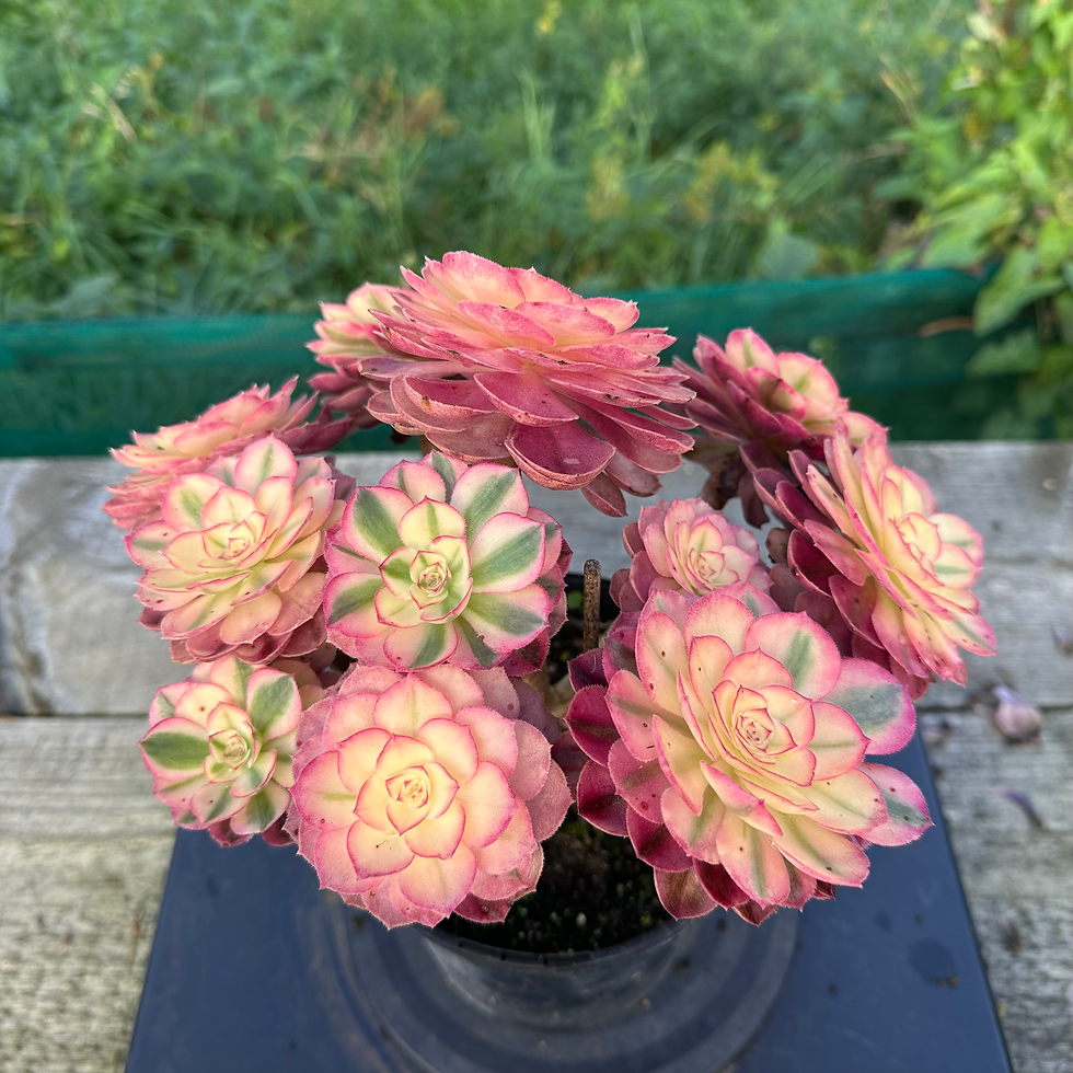 Thumbnail: AEONIUM-UNIQUE 35-LITCHI (QINGCHENG MUTATIONS) VARIEGATED