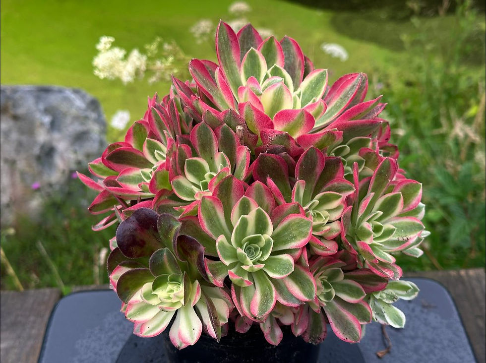 Thumbnail: AEONIUM-UNIQUE 1-PINK CRYSTAL VARIEGATED
