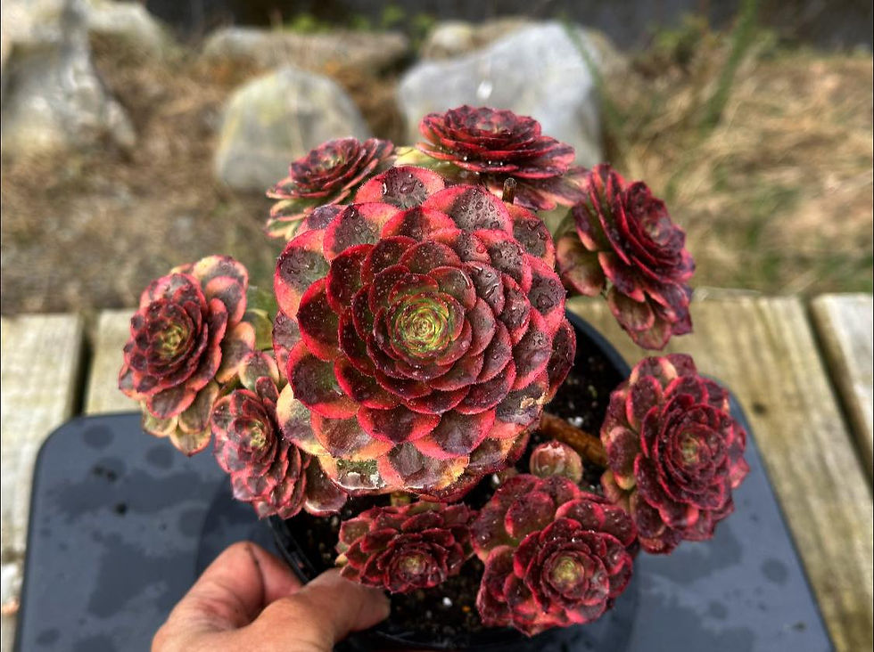 Thumbnail: UNIQUE 8-RED FOX VARIEGATED