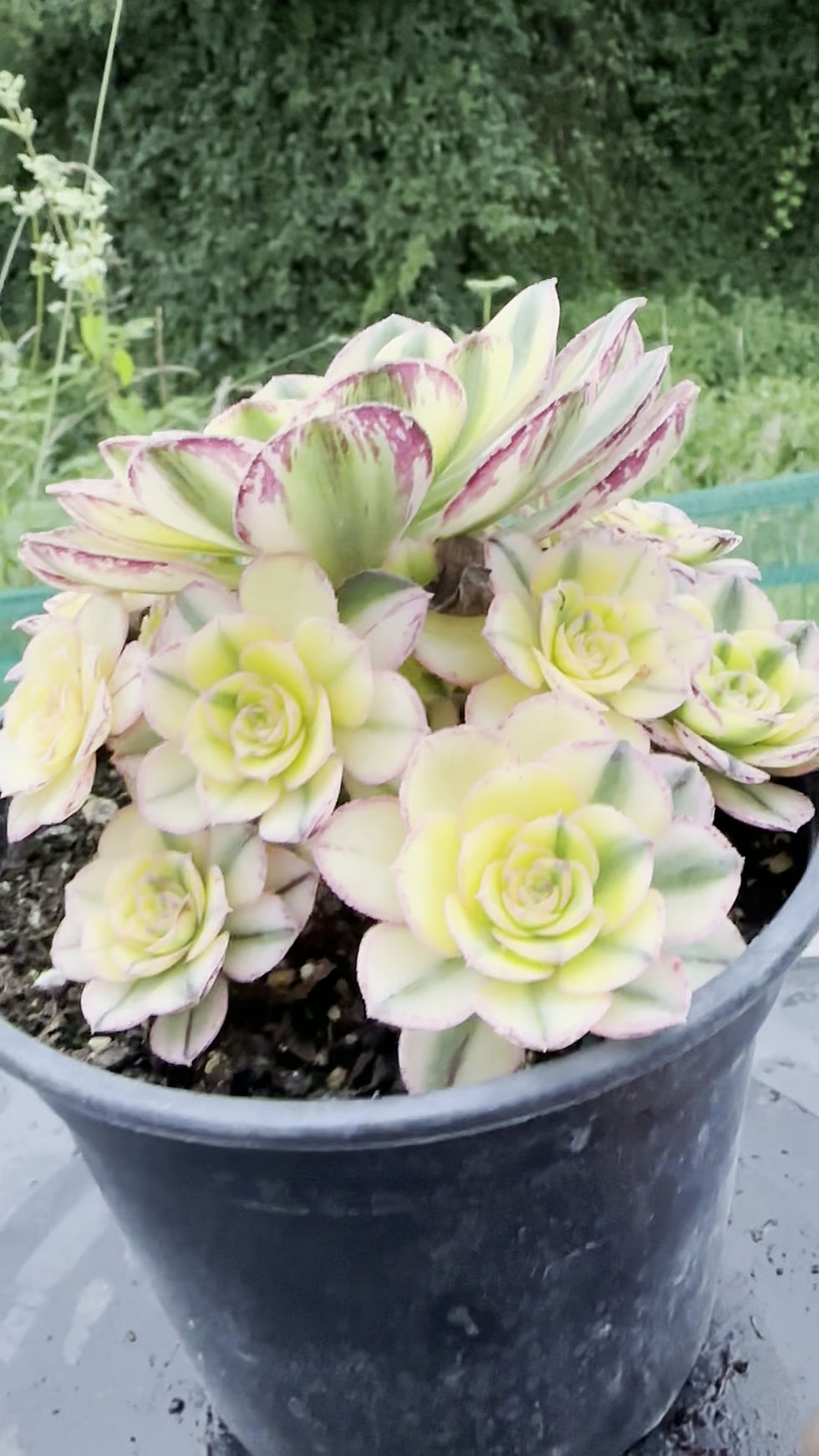 Thumbnail: 20 ON SALE-AEONIUM-UNIQUE 16-SUN GOD VARIEGATED