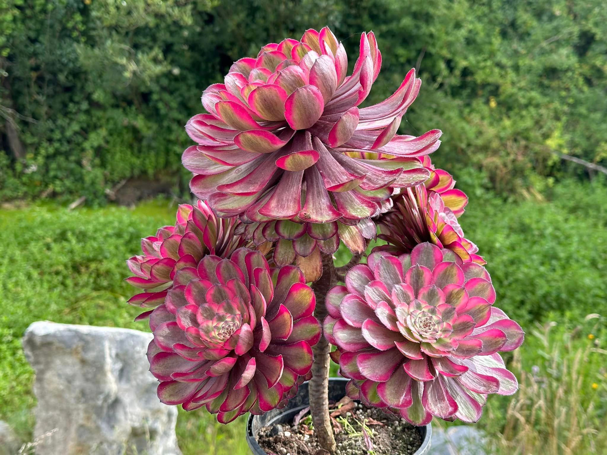 AEONIUM-UNIQUE 7-PINK DAISY VARIEGATED