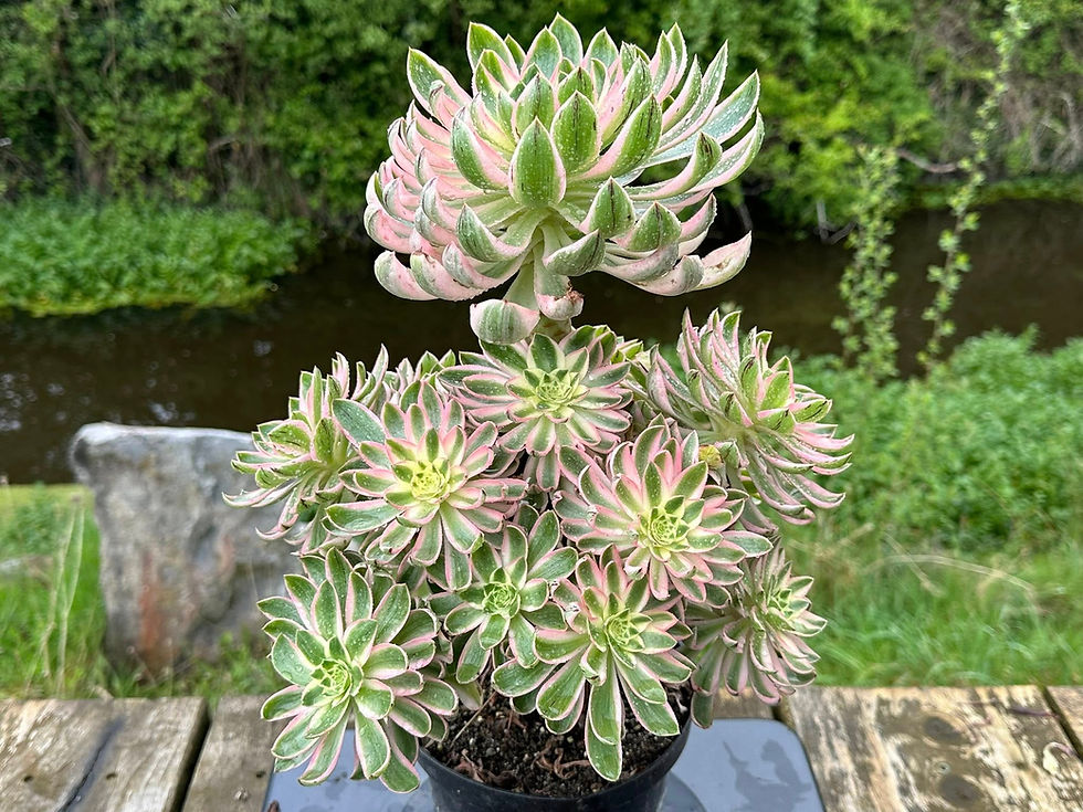 Thumbnail: AEONIUM-UNIQUE 7-GREEN LOTUS VARIEGATED