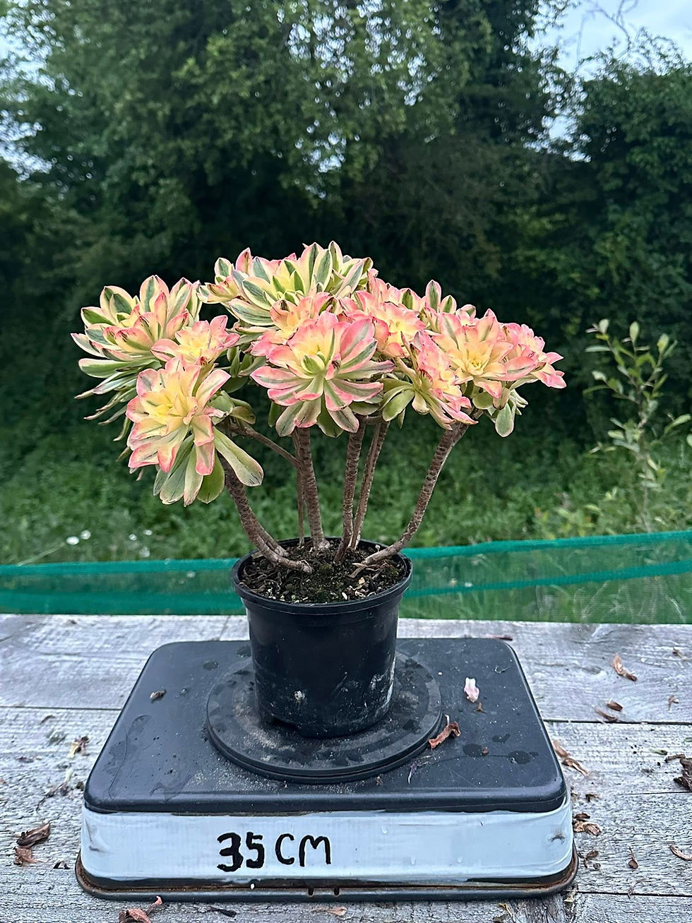 Thumbnail: AEONIUM-UNIQUE 30-CHRISTMAS VARIEGATED (HOLOSPATULATUM)