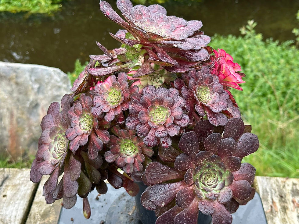 Thumbnail: AEONIUM-UNIQUE 13-GARNET RAINBOW VARIEGATED
