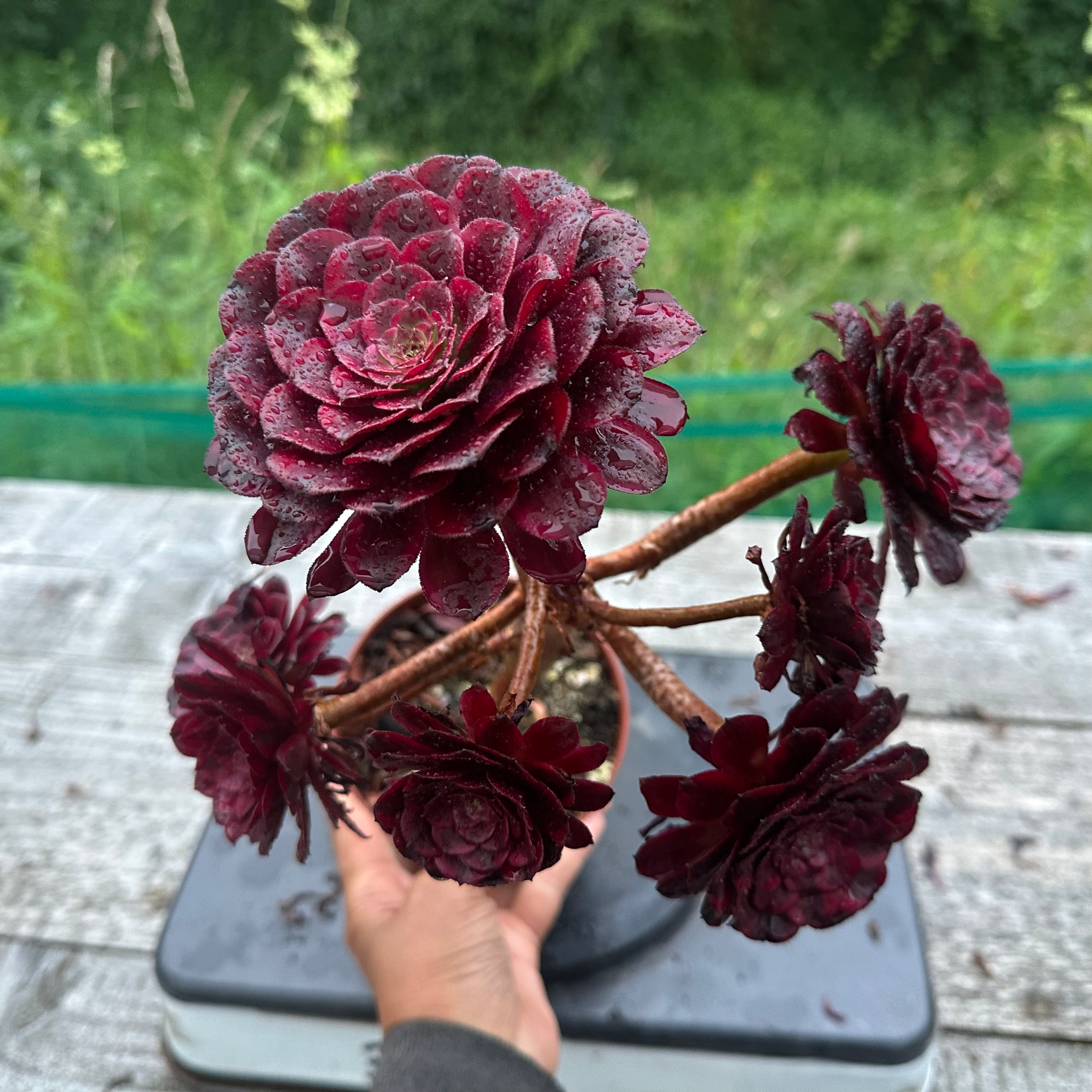 20 ON SALE-AEONIUM-UNIQUE 6-CLOUD GIRL (YUNJI) VARIEGATED