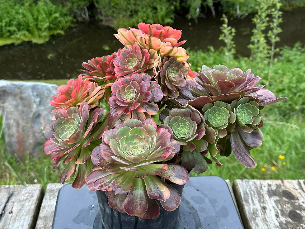 Thumbnail: AEONIUM-UNIQUE 21-BLUSHING BEAUTY RAINBOW