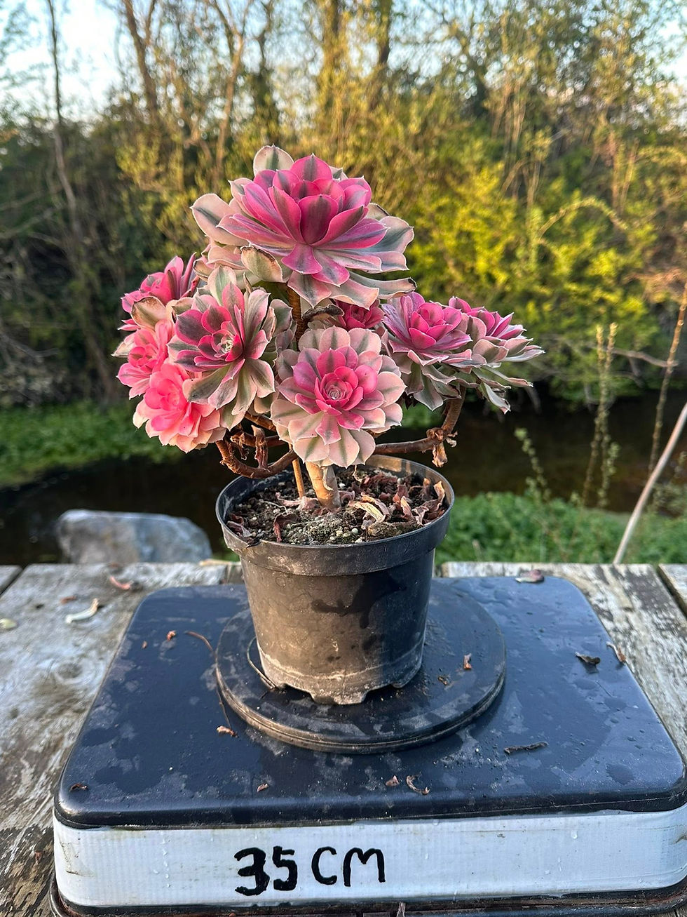 Thumbnail: AEONIUM-UNIQUE 102-PINK WITCH VARIEGATED