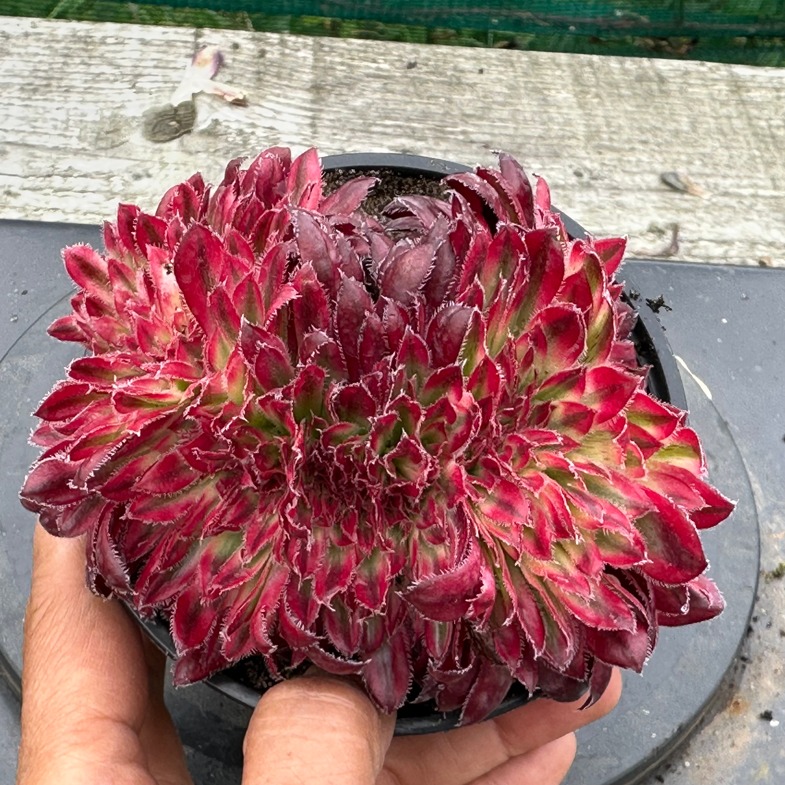 AEONIUM-UNIQUE 19-SUZUKU VARIEGATED CRESTED