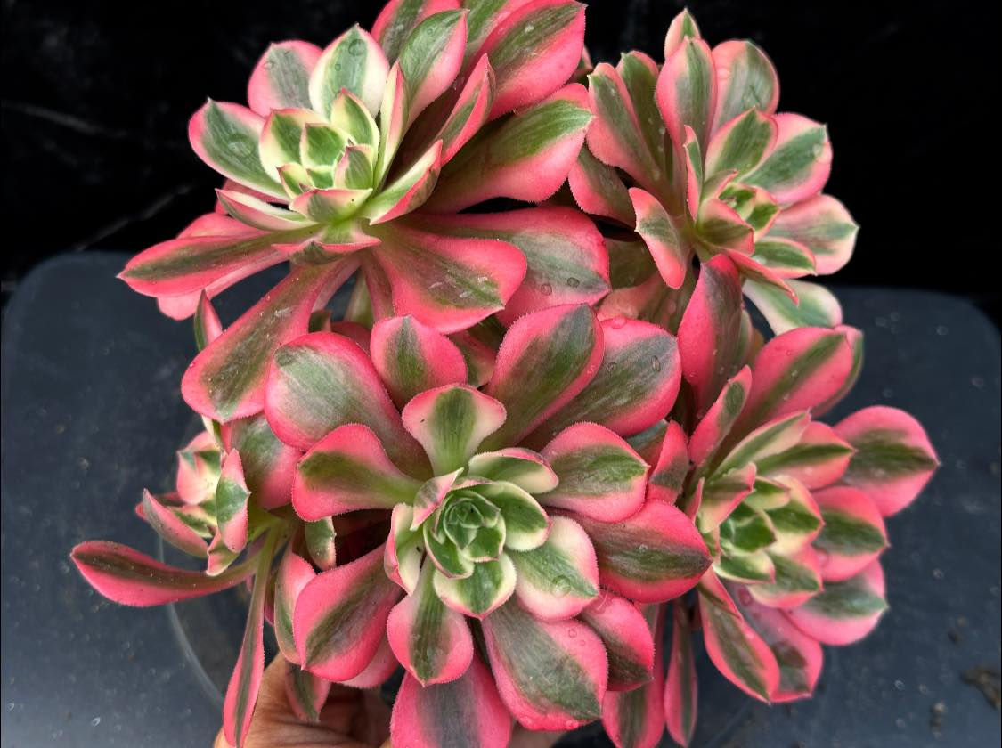 4 ON SALE-AEONIUM-UNIQUE 11-PEACH BLOSSOM VARIEGATED