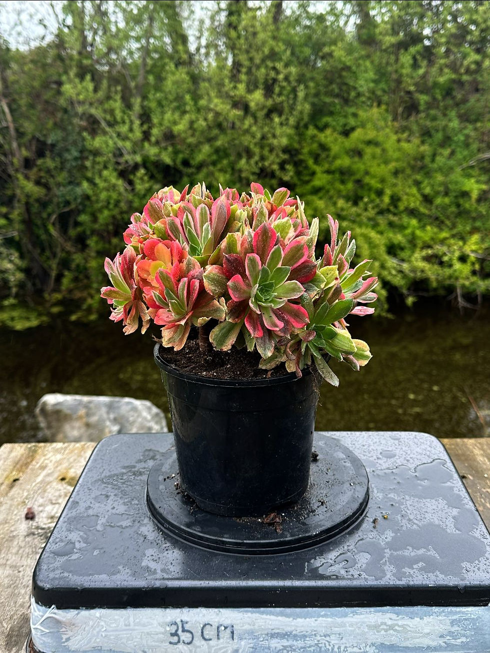 Thumbnail: AEONIMU-UNIQUE 7-LIGHT VARIEGATED