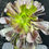 Thumbnail: 3 ON SALE-AEONIUM-UNIQUE 11-ZWARTKOP BIGBANG VARIEGATED