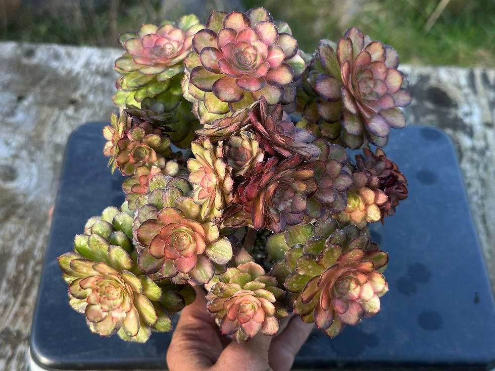 Thumbnail: AEONIUM-UNIQUE 6-CLEAR STREAMS HALLOWEEN VARIEGATED (LIGHT AND SHADOW)