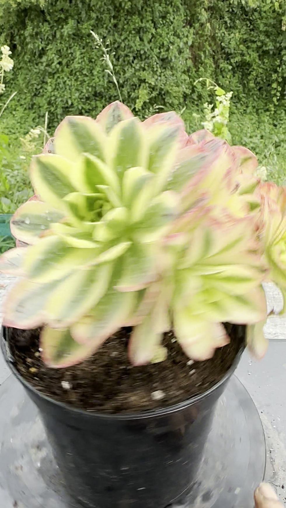 Thumbnail: 21 ON SALE-AEONIUM-UNIQUE 32-CHRISTMAS (HOLOSPATULATUM) VARIEGATED
