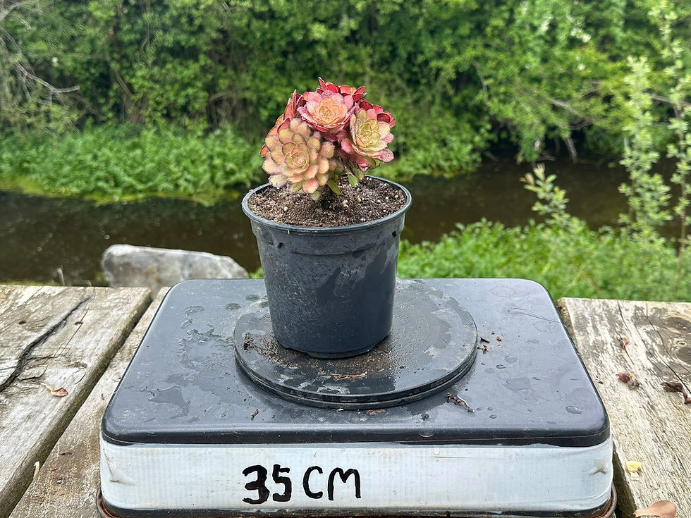 Thumbnail: AEONIUM-CLEAR STREAMS HALLOWEEN VARIEGATED (LIGHT AND SHADOW)-S