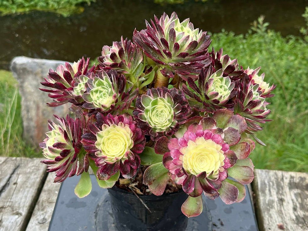 Thumbnail: AEONIUM-UNIQUE 8-SEA FAIRY VARIEGATED (HAIXIAN)