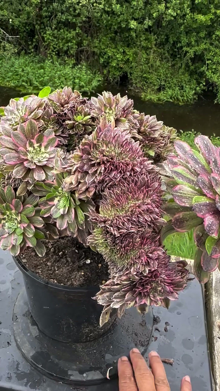 Thumbnail: AEONIUM-UNIQUE 27-GLOW WARM VARIEGATED CRESTED