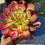 Thumbnail: AEONIUM-FIREWORKS (MELON TARO) VARIEGATED-S
