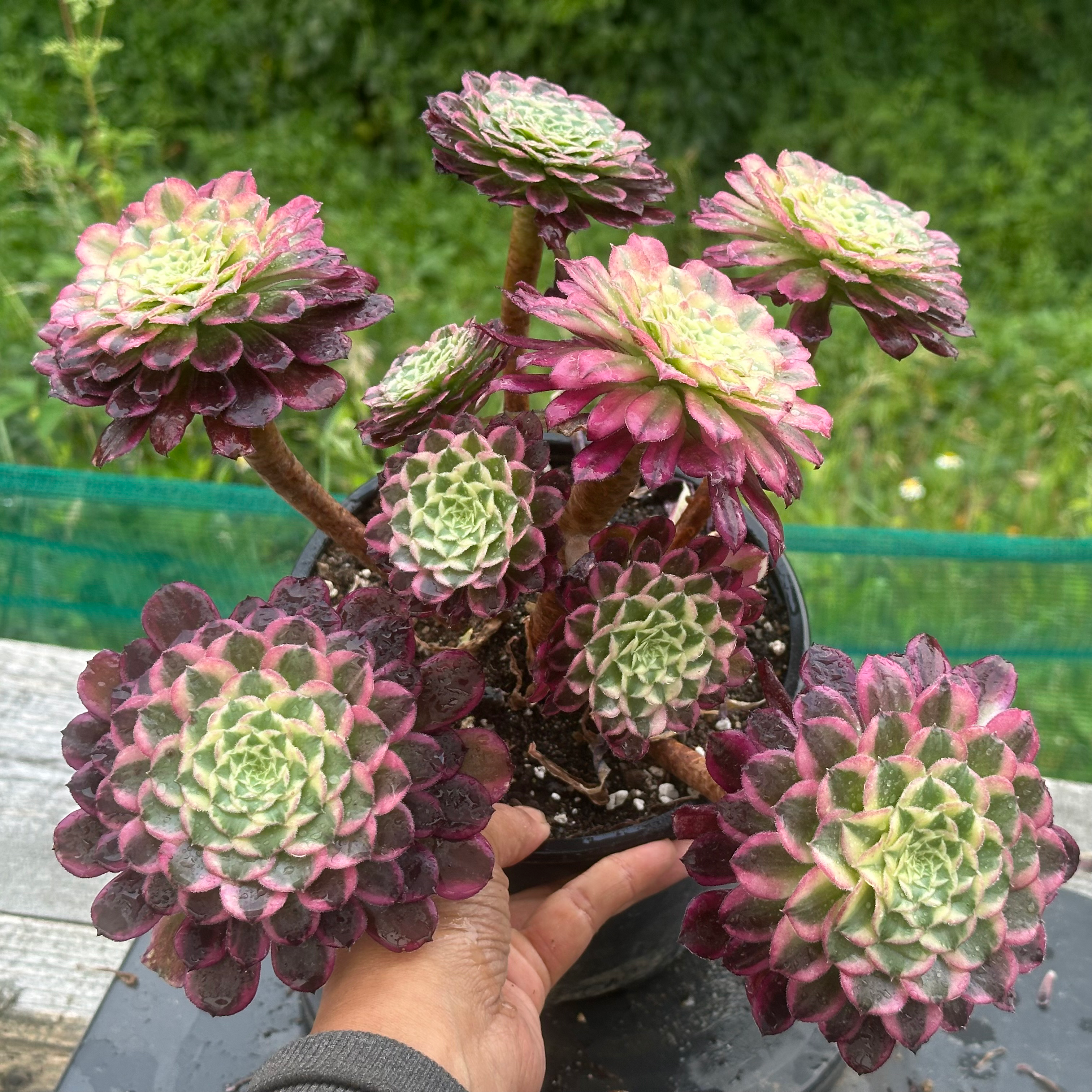 19 ON SALE-AEONIUM-UNIQUE 20-TIANHE VARIEGATED