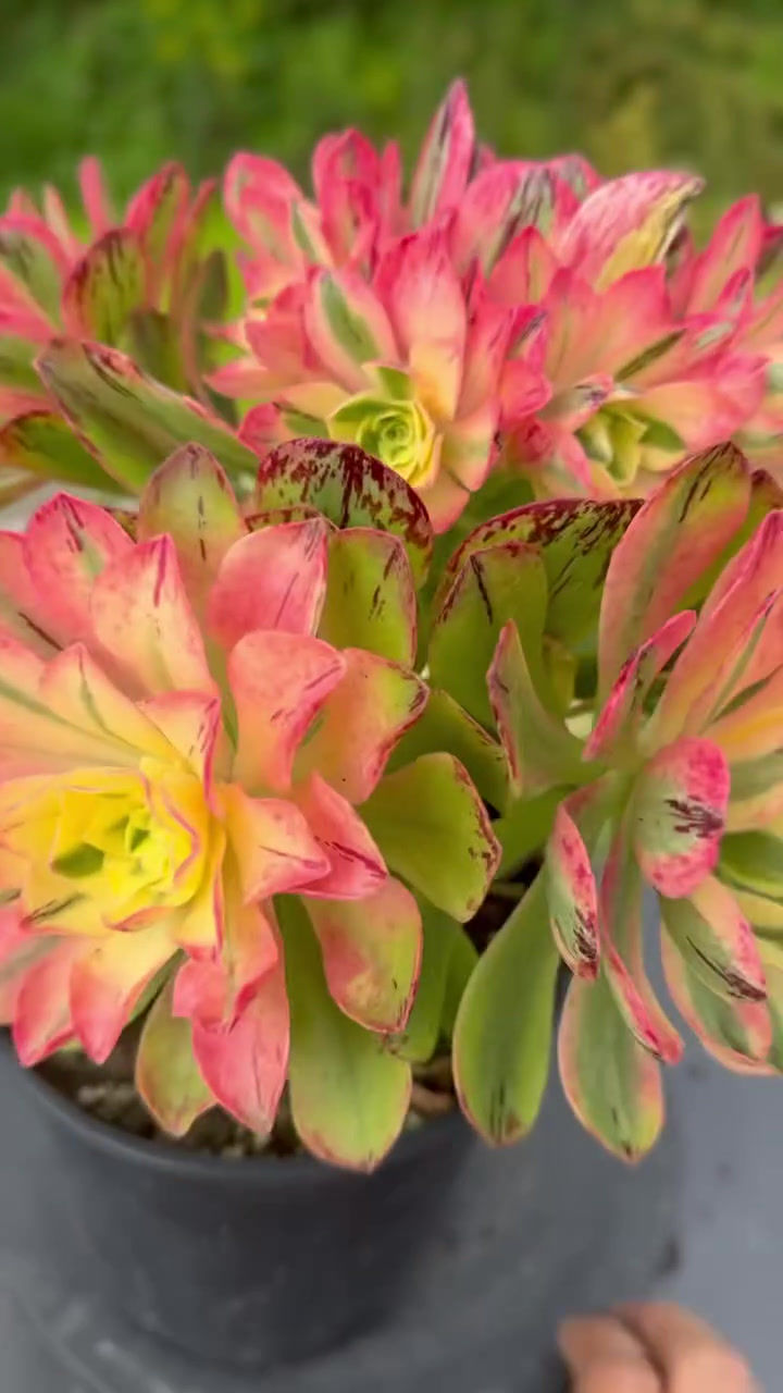 Thumbnail: AEONIUM-UNIQUE 25-CHRISTMAS VARIEGATED (HOLOSPATULATUM)