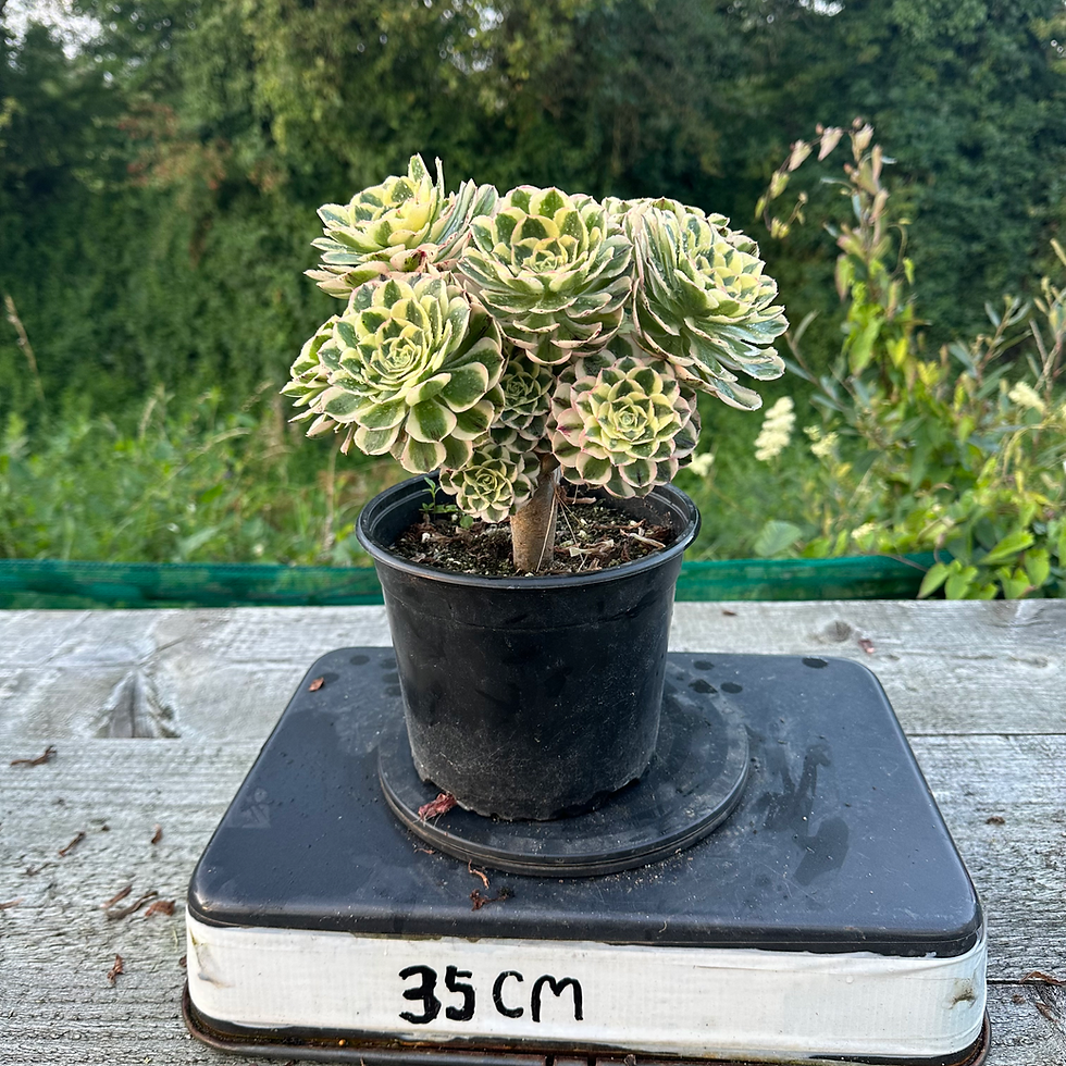 Thumbnail: AEONIUM-UNIQUE 10-WHITE BRANDY VARIEGATED