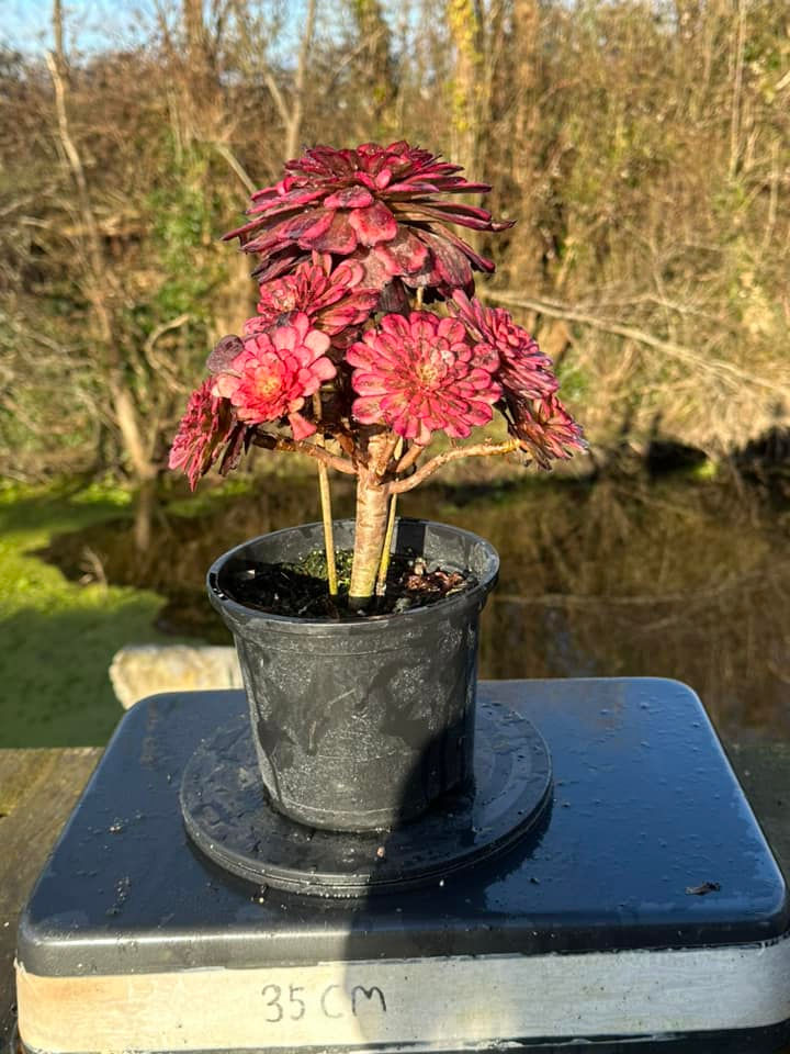 Thumbnail: UNIQUE 12-BLACK TEA VARIEGATED