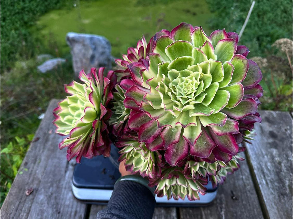 Thumbnail: AEONIUM-UNIQUE 10-GREEN SCARLET INK VARIEGATED