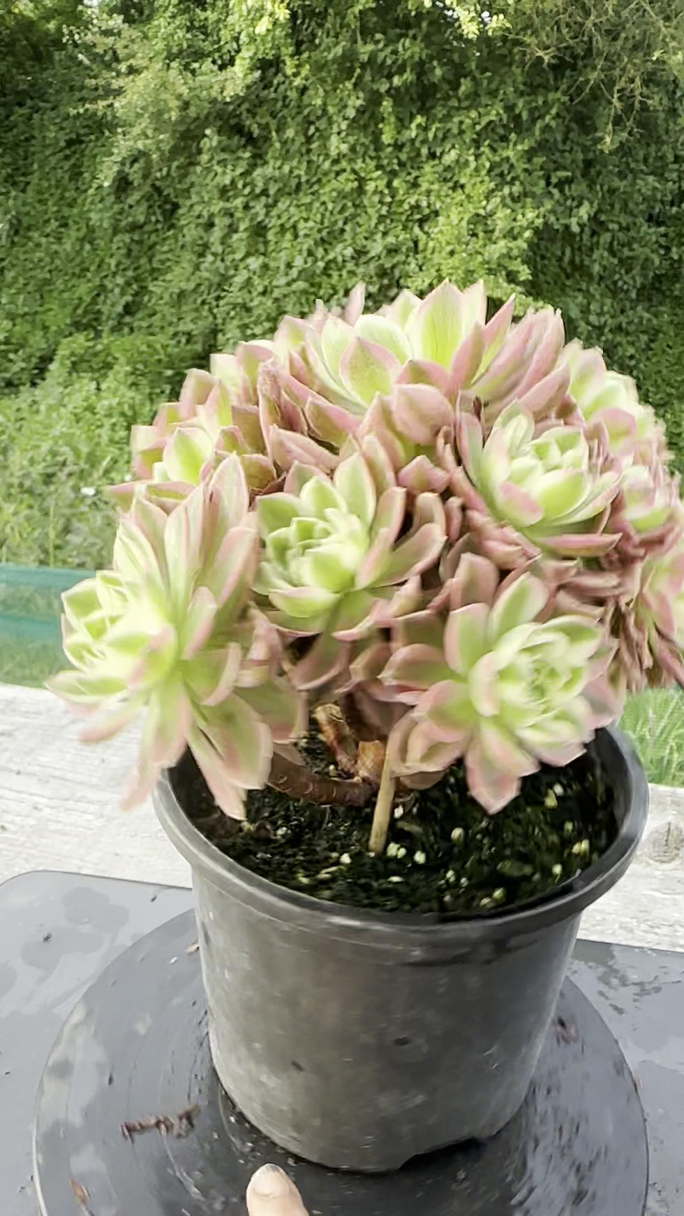 Thumbnail: AEONIUM-UNIQUE 8-PINK CRYSTAL VARIEGATED