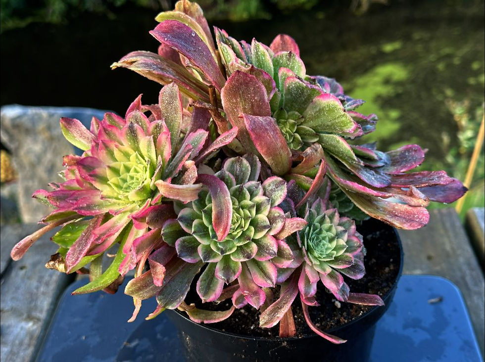 Thumbnail: AEONIUM-UNIQUE 1-GOLDEN FROG VARIEGATED