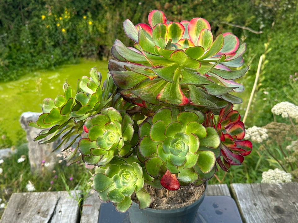 Thumbnail: AEONIUM-UNIQUE 4-VOODOO RAINBOW VARIEGATED