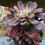 Thumbnail: AEONIUM-OIL PAINTING VARIEGATED-S
