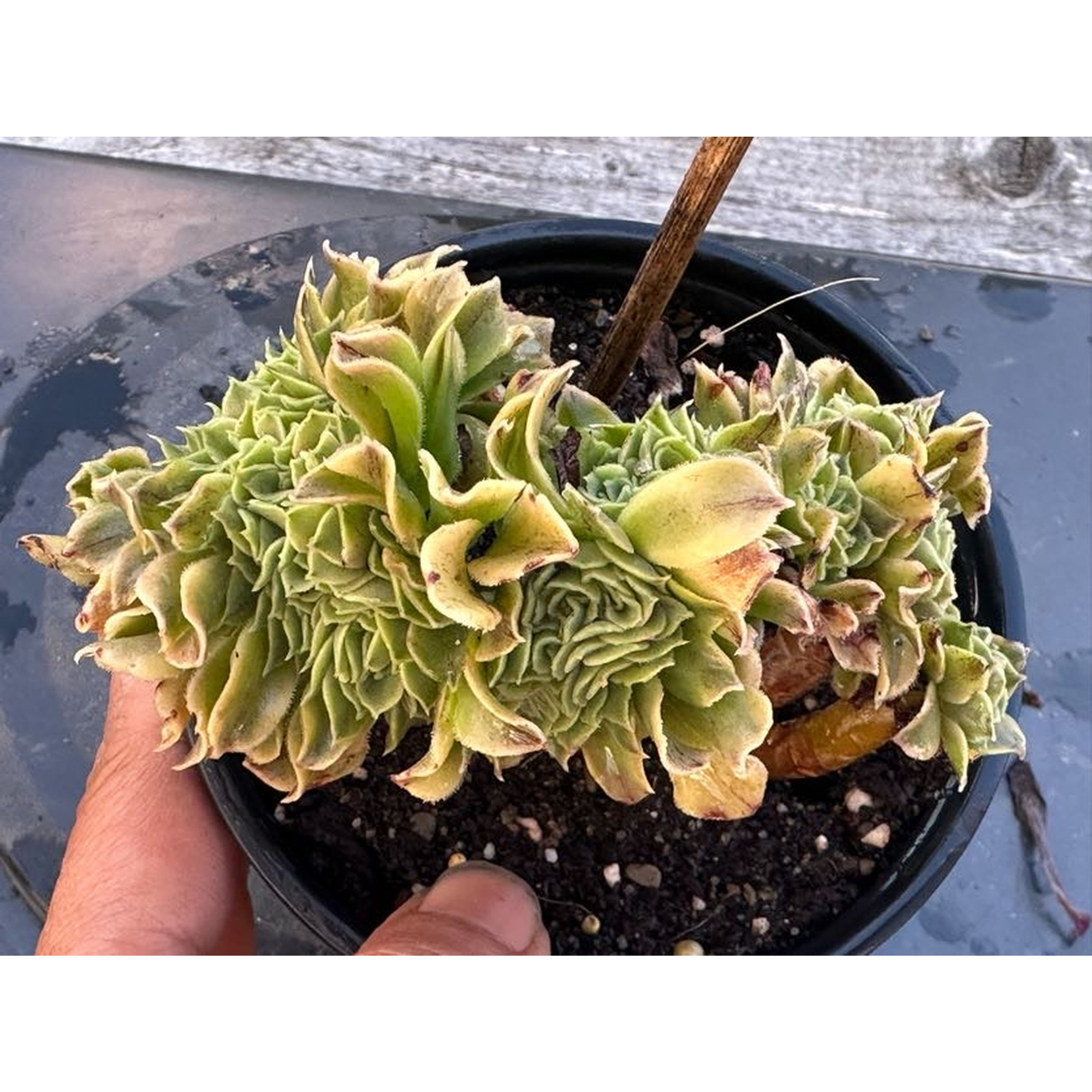 18 ON SALE-AEONIUM-UNIQUE 35-GREEN MEDUSA VARIEGATED