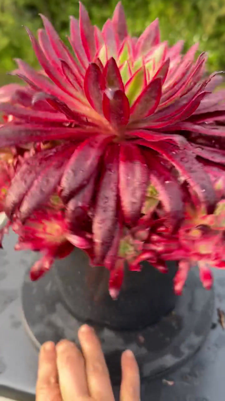 Thumbnail: AEONIUM-SUZUKU VARIEGATED-M