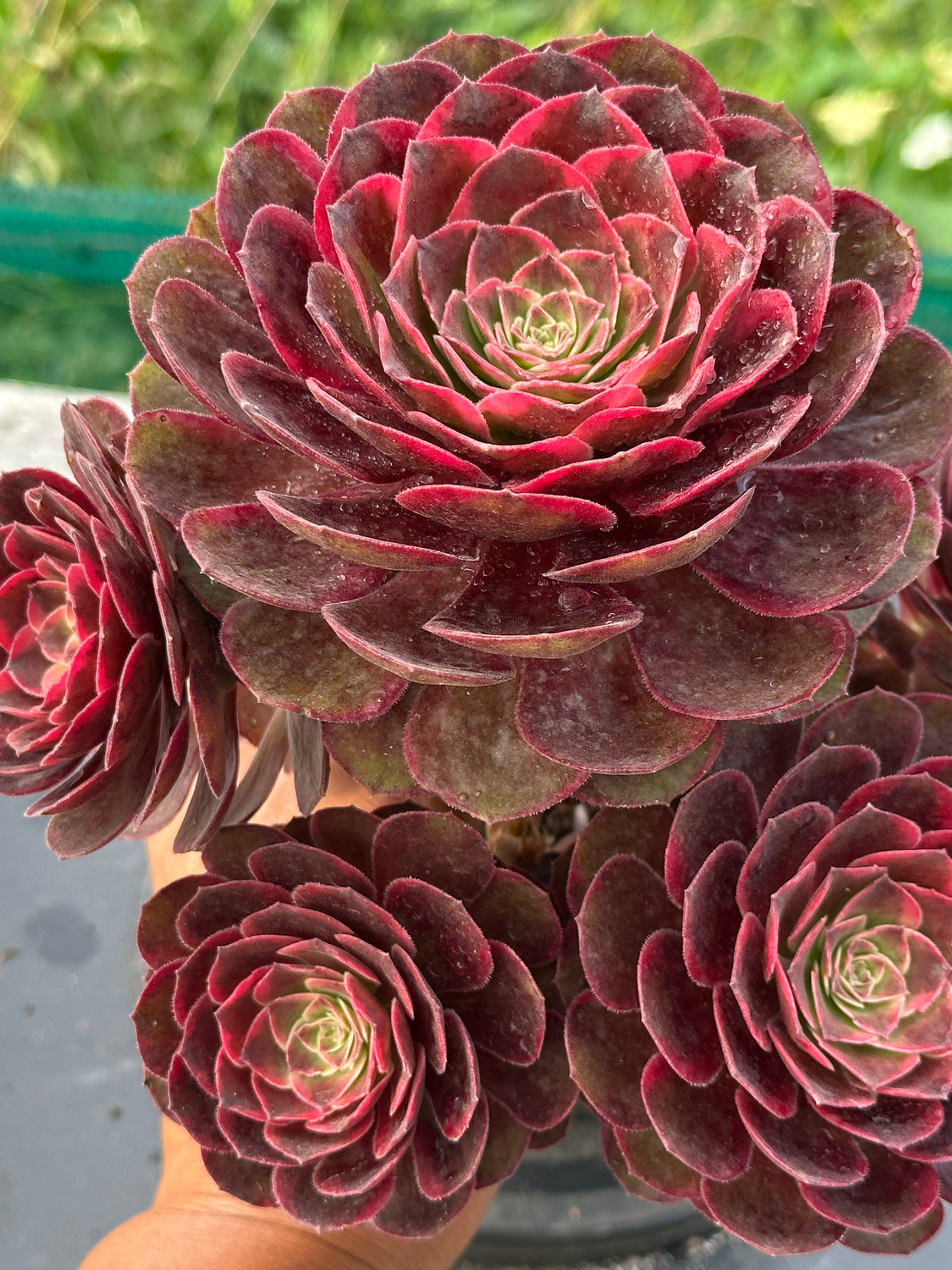 22 ON SALE-AEONIUM-UNIQUE 4-CARAT LOVER VARIEGATED