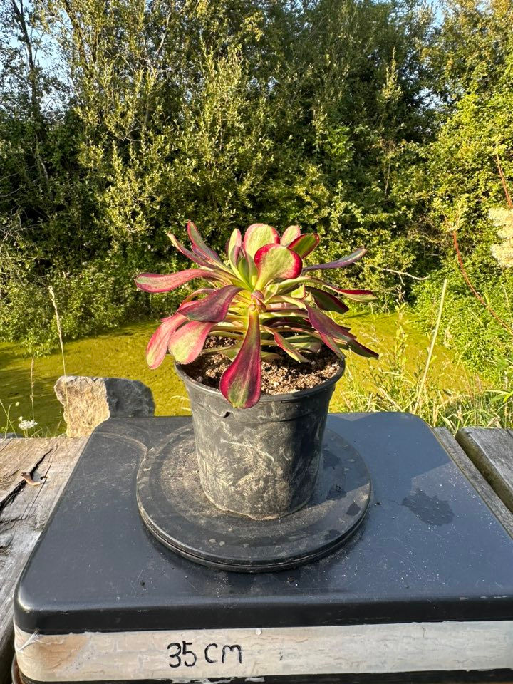Thumbnail: AEONIUM-RAINBOW VARIEGATED-S