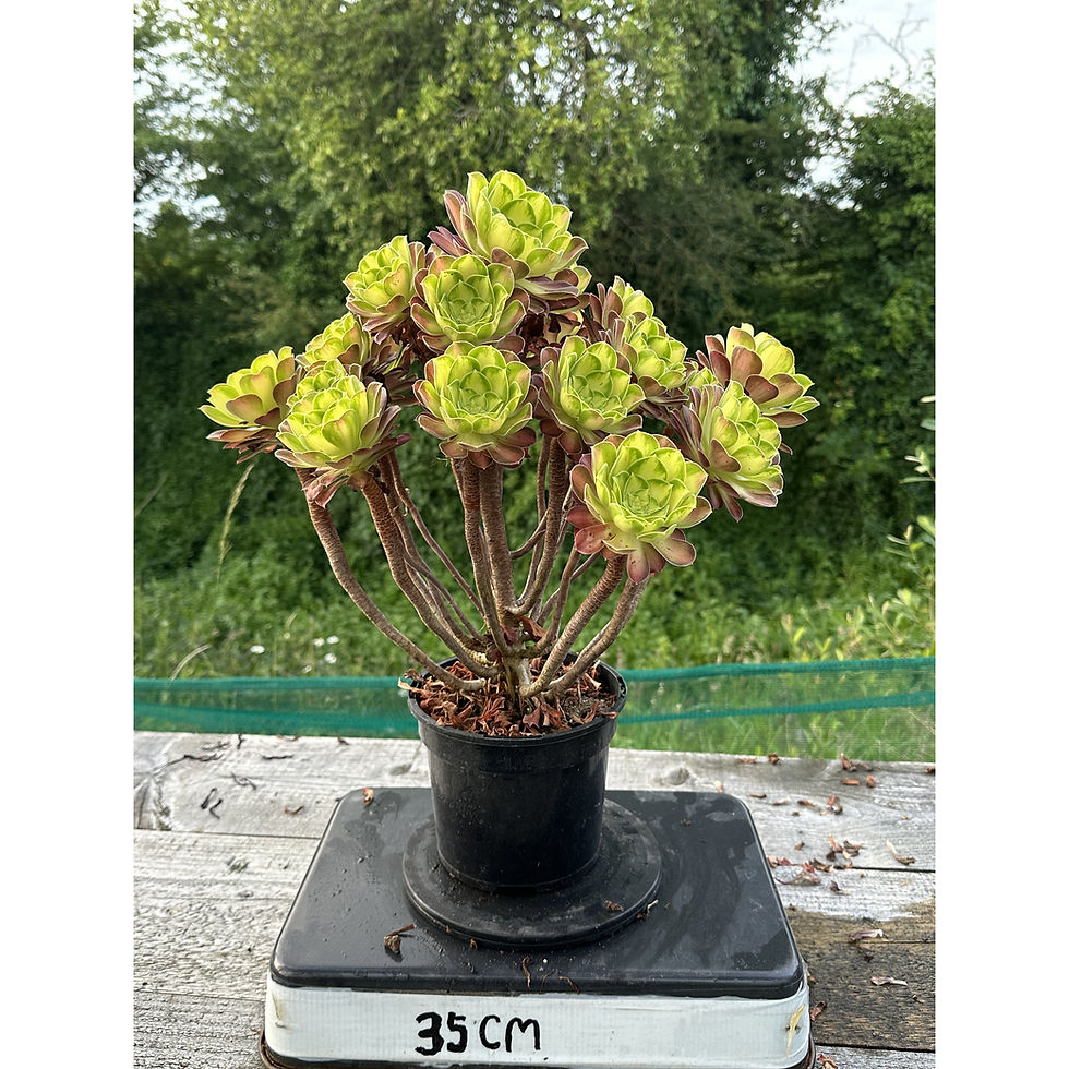 Thumbnail: 17 ON SALE-AEONIUM-UNIQUE 4-PINK WITCH YELLOW VARIEGATED