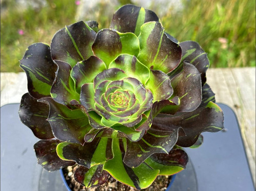 AEONIUM-UNIQUE 8-VOODOO BIG BANG VARIEGATED | Succulent Heaven