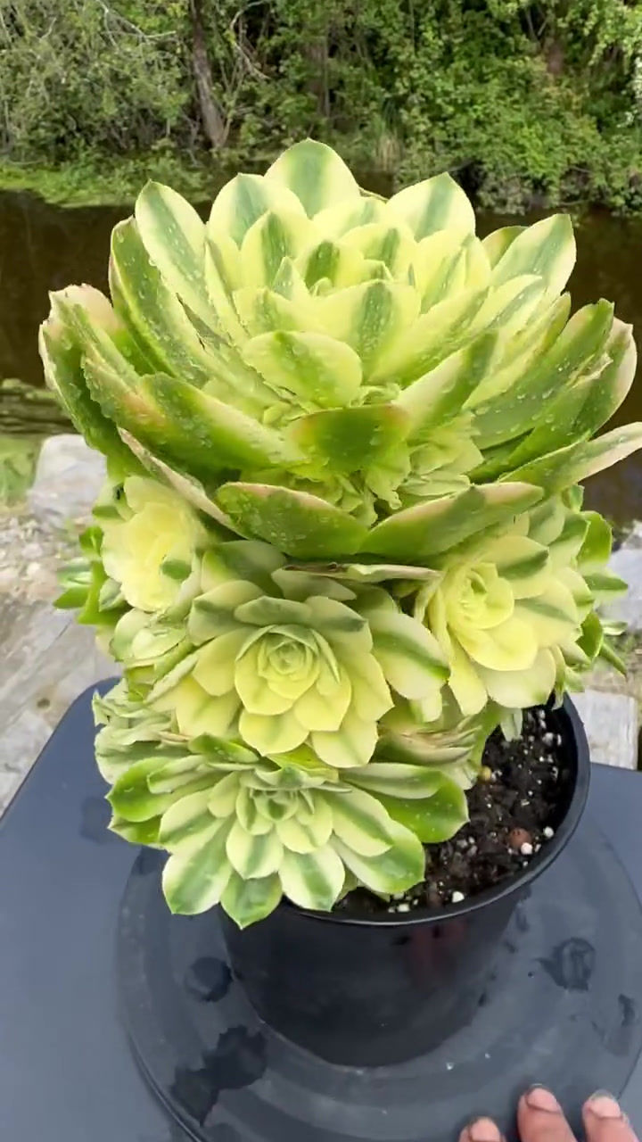 Thumbnail: AEONIMU-UNIQUE 3-SINYAI VARIEGATED