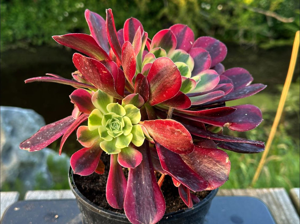 Thumbnail: AEONIUM-UNIQUE 1-SUYAN VARIEGATED (PINK MEDUSA)