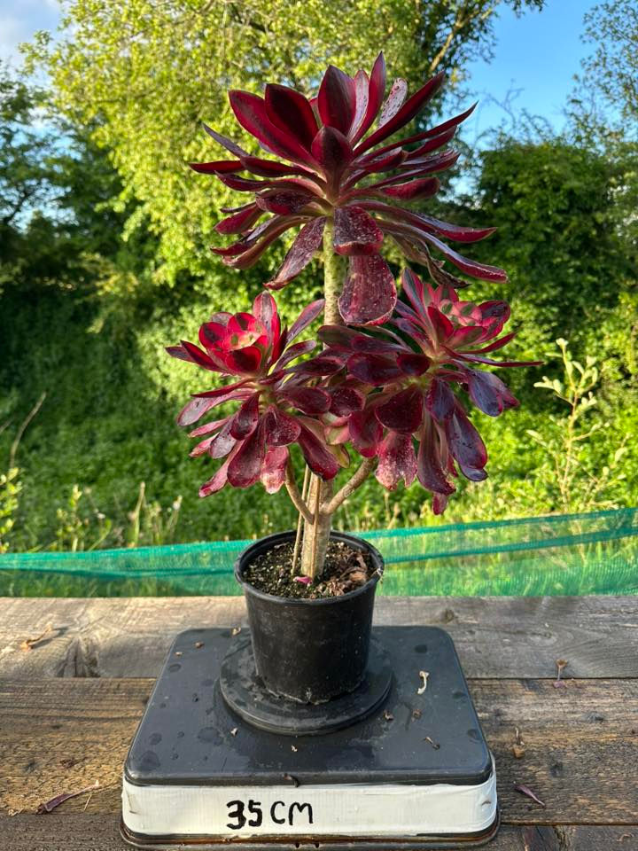 Thumbnail: AEONIUM-UNIQUE 19-VOODOO RED WITCH VARIEGATED