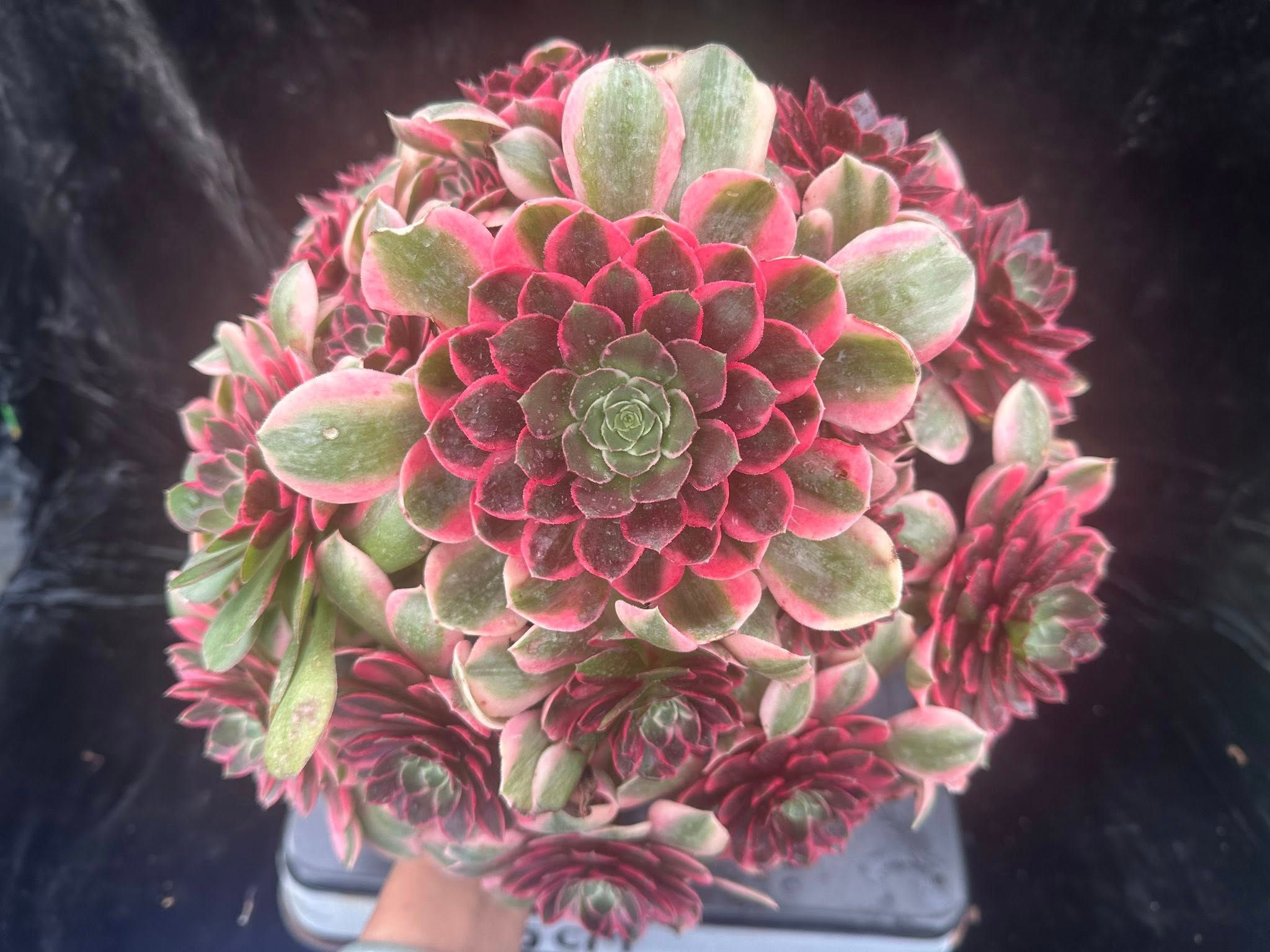 AEONIUM-UNIQUE 13-PEACH BLOSSOM VARIEGATED