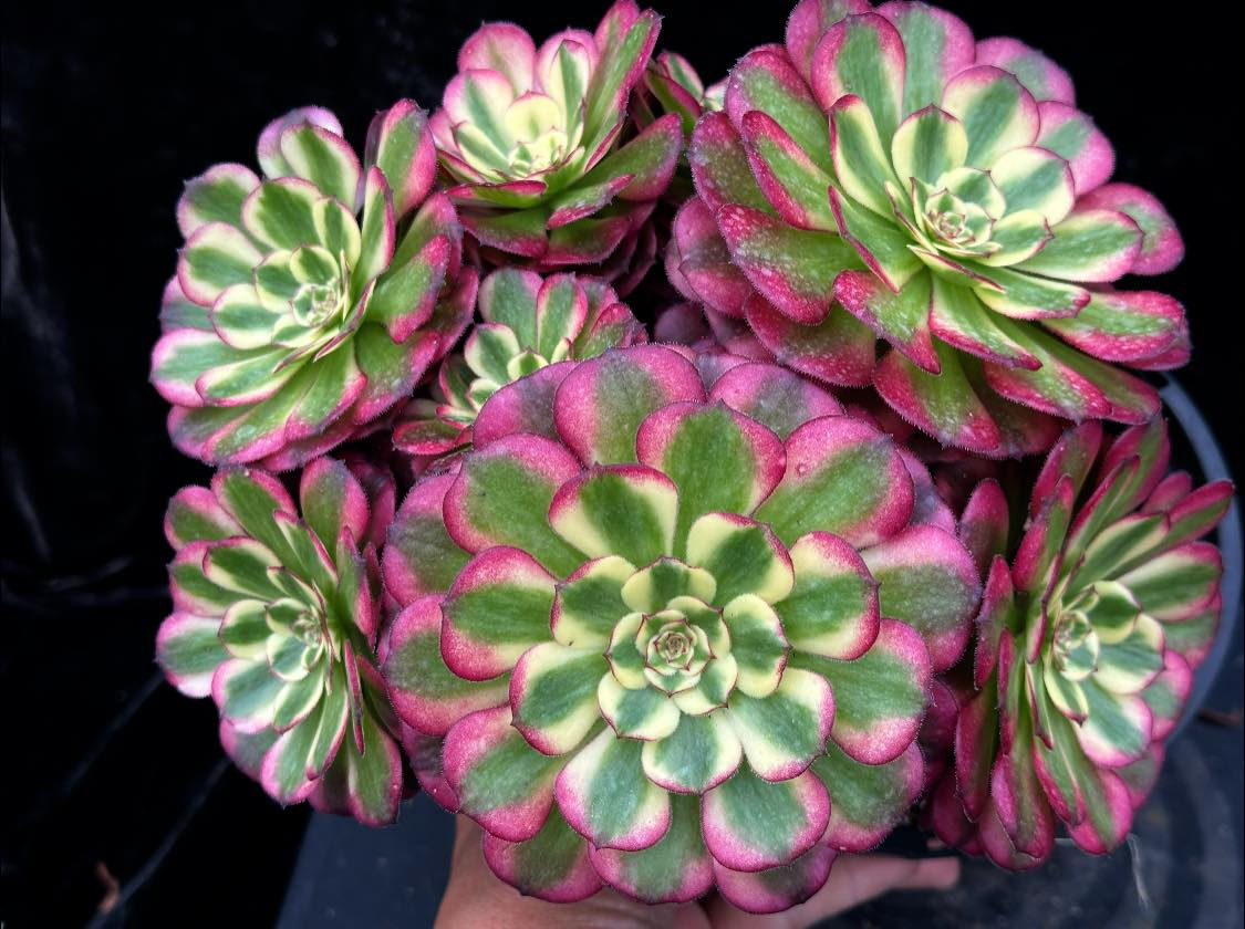 2 ON SALE-AEONIUM-UNIQUE 13-MEIYA VARIEGATED