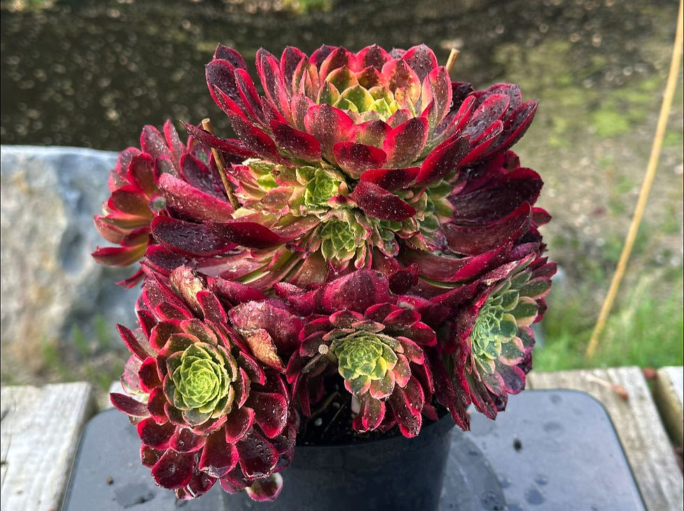 Thumbnail: AEONIUM-UNIQUE 13-SUNRISE VARIEGATED