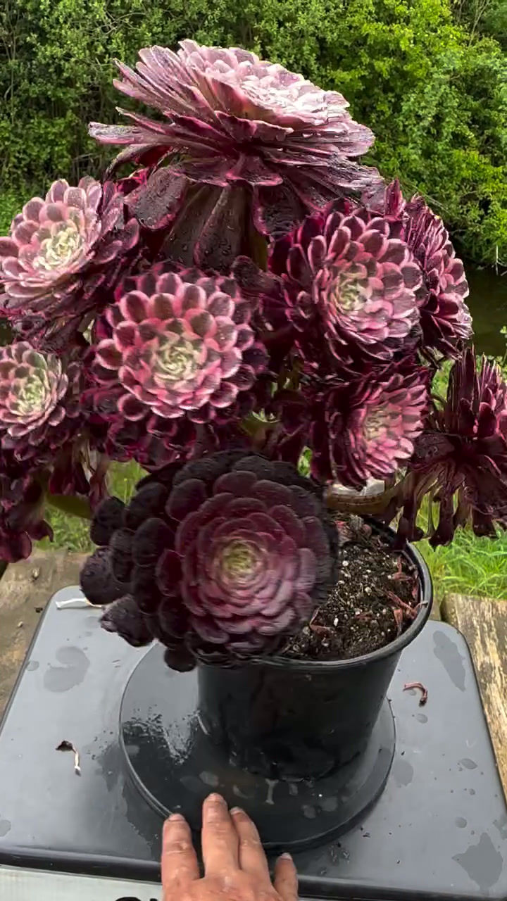 Thumbnail: AEONIUM-UNIQUE 3-ENAMEL COLOUR VARIEGATED