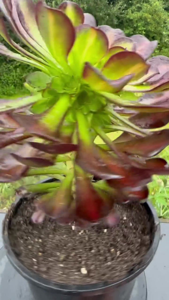 Thumbnail: AEONIUM-BLACK ZHIFOU VARIEGATED-S