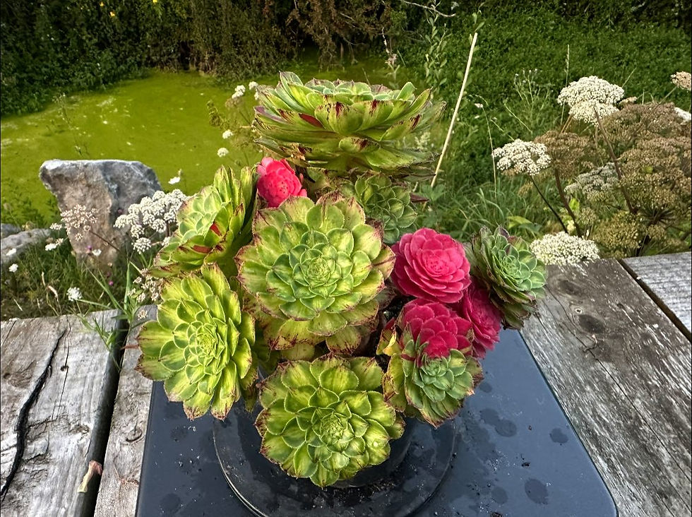 Thumbnail: AEONIUM-UNIQUE 10-ZHIFOU VARIEGATED
