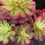 Thumbnail: 1 ON SALE-AEONIUM-UNIQUE 13-PAMPAS VARIEGATED
