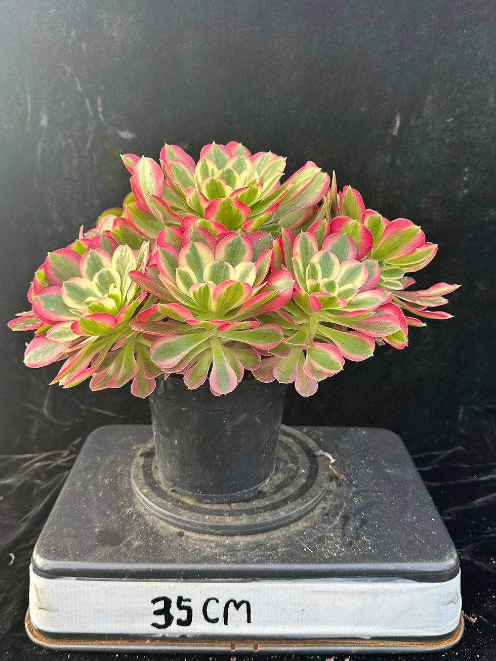 Thumbnail: AEONIUM-UNIQUE 8-NIGHT RAKSHASA VARIEGATED