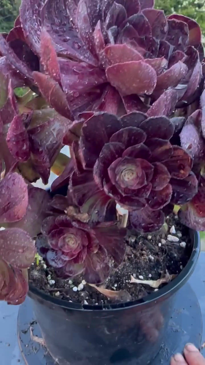 Thumbnail: AEONIUM-UNIQUE 2-OPERA MASK VARIEGATED